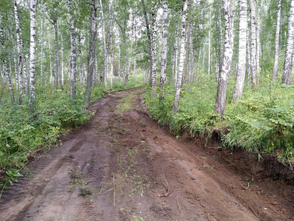 Березовая роща Красноярск. Прокладка дороги. Лес в Дубровичах перекопан. Метравел.