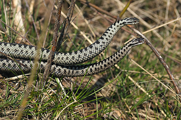 Змеи ставропольского края фото с названиями