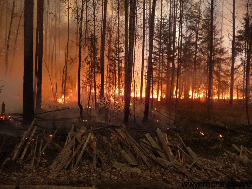 Фото Лесов До И После