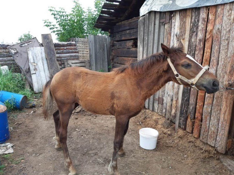 Лошадь 3 месяца. Канский район кони. Кражи лошадей в Московской области. Украл жеребенка. Жеребец 3 года.