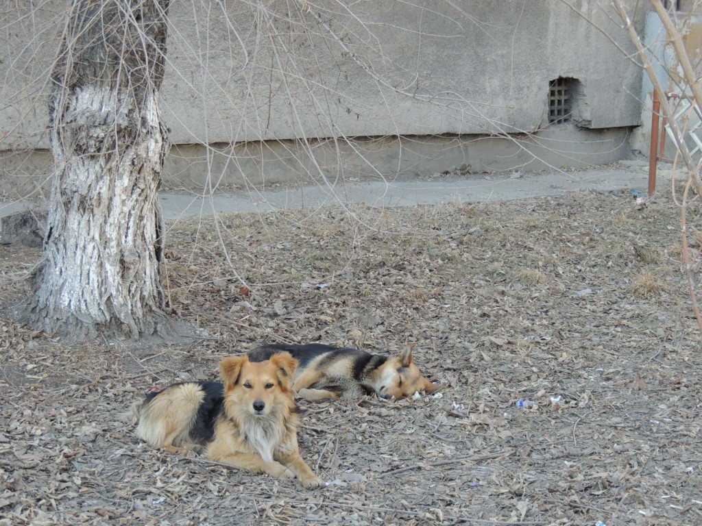 Проект бездомные собаки в городе