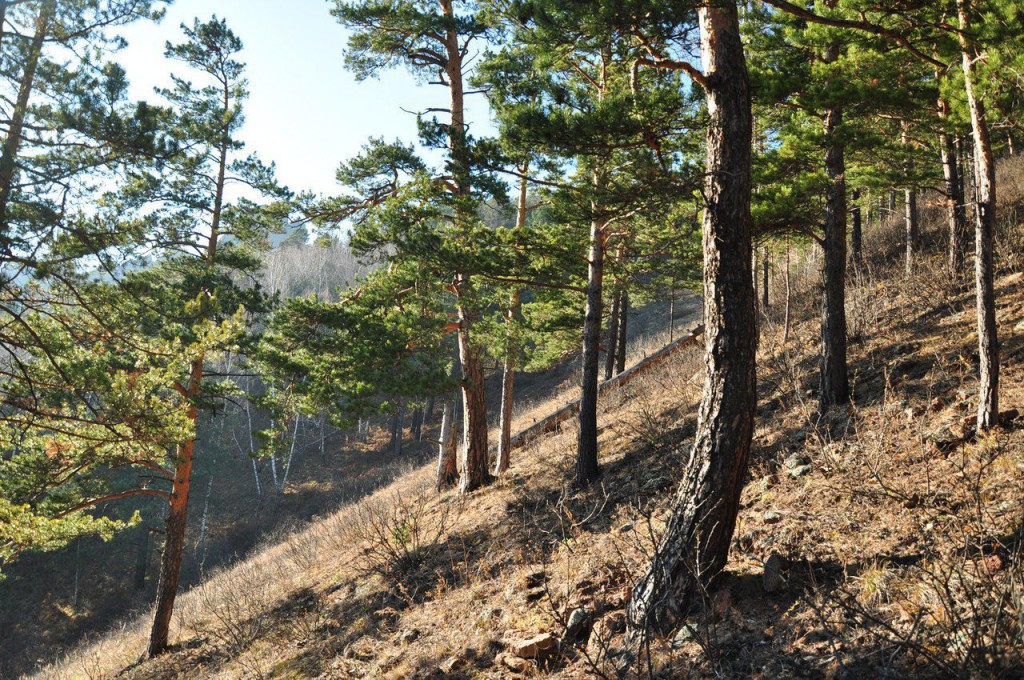 Погода красноярский край кедровое на неделю. ЛЕСФОНДГЕО Красноярский край. Шишка Красноярск. Кедровый Красноярский край видео.