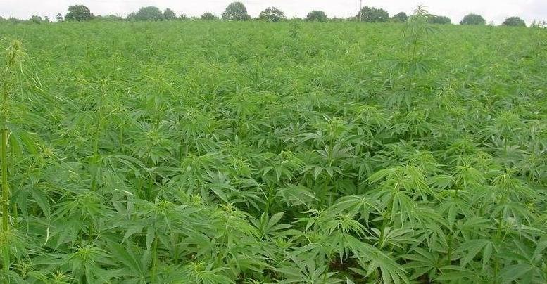 Марихуана на поле чудес документальный фильм про марихуану скачать