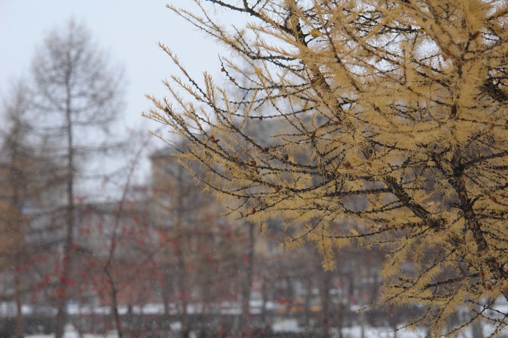 Выпал снег воскресенье. Красноярск в ноябре. Красноярск в ноябре фото. Воскресенье/пасмурно. Дождь в Красноярске.