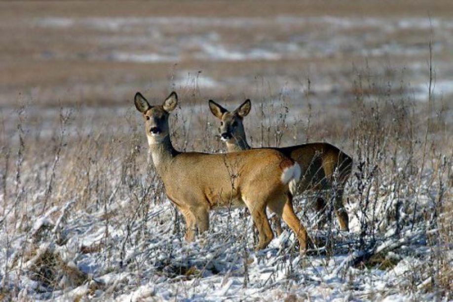 Косуля в забайкалье фото